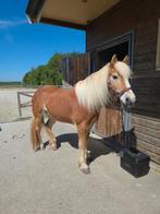 Leuke,lieve verantwoordelijke verzorgster gezocht 18 plus., Ophalen