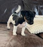 Klein puppy teefje, Dieren en Toebehoren, Honden | Chihuahua's en Gezelschapshonden, Rabiës (hondsdolheid), Overige rassen, 8 tot 15 weken