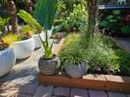 Twee mooie capi bloempotten met planten als nieuw, Tuin en Terras, Ophalen, Kunststof, Rond, Zo goed als nieuw