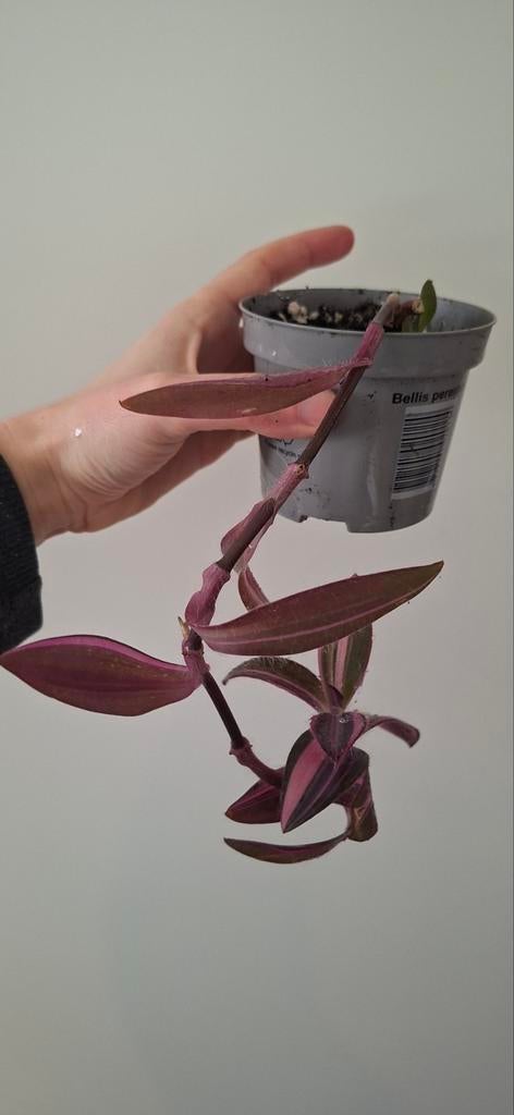 Tradescentia pallida met roze streep, Huis en Inrichting, Ophalen, Halfschaduw, Minder dan 100 cm