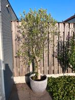 Olijfboom 225cm, Tuin en Terras, Planten | Bomen, 100 tot 250 cm, Olijfboom, Ophalen, Volle zon