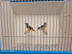 Koppel Goubuikjes, Meerdere dieren, Tropenvogel