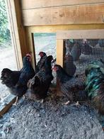 Barnevelder dubbelgezoomd hennen 1 jaar oud, Dieren en Toebehoren, Vrouwelijk, Kip