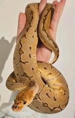 Pinstripe yb clown 66% albino, Dieren en Toebehoren, Reptielen en Amfibieën, Slang, Tam, 0 tot 2 jaar