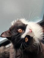 Kater, Dieren en Toebehoren, Katten en Kittens | Overige Katten, Kater