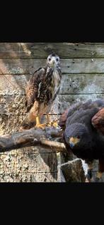 koppel harrisen  en 2 jongen harris X roodstaart, Dieren en Toebehoren, Vogels | Overige Vogels, Meerdere dieren, Roofvogel