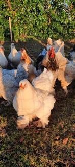 Brahma groothoender broedeieren brahma's broedeitjes ei, Dieren en Toebehoren, Pluimvee, Vrouwelijk, Kip