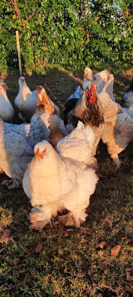Prachtige Brahma groothoender broedeieren broedeitjes ei, Dieren en Toebehoren, Pluimvee, Kip, Vrouwelijk
