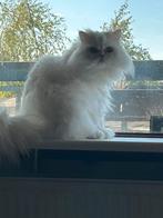 Vobloed pers (kater) te koop, 3 tot 5 jaar