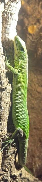 Koppel gastropholis Prasina, Dieren en Toebehoren, Reptielen en Amfibieën