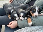 Puppy’s Zwitserse Appenzeller, Parvo, 8 tot 15 weken, Meerdere, Meerdere dieren