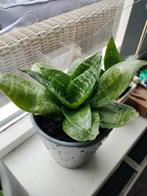 vrouwentong, sanseveria, Ophalen of Verzenden, Halfschaduw, Minder dan 100 cm