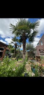 Palmboom fortuney, Bloeit niet, 250 tot 400 cm, Palmboom, Ophalen