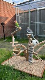 2 lieve vogeltjes met hoekkooi en accessoires en voer, Dieren en Toebehoren, Ophalen