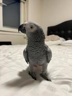 Super tamme Congo Grijze Roodstaart papegaai, Dieren en Toebehoren, Vogels | Parkieten en Papegaaien, Mannelijk, Papegaai, Pratend