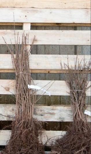 Acer campestre 40/60 tot 175cm Veldesdoorn Spaanse aak beschikbaar voor biedingen