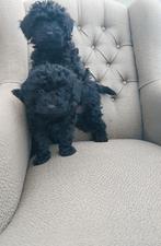 Cockapoo pups, Poedel, Rabiës (hondsdolheid), 8 tot 15 weken, Meerdere