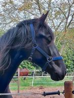 Te koop leuke 2 jarige dressuur ruin, Ruin, Dressuurpaard