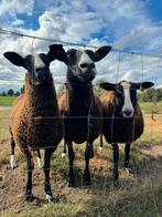 Mooie zwartbles schapen, Dieren en Toebehoren, Schapen, Geiten en Varkens, Vrouwelijk, Schaap, 0 tot 2 jaar