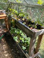 Aardbeien bakken met planten, Tuin en Terras, Overige materialen, Gebruikt, Kweekkas, Ophalen of Verzenden