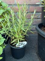 Rozemarijnplantjes, Tuin en Terras, Planten | Tuinplanten, Volle zon, Groenteplanten, Eenjarig, Ophalen of Verzenden
