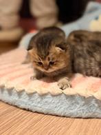 Prachtige Brits Korthaar kittens – geboren 1 december, Dieren en Toebehoren, Katten en Kittens | Raskatten | Korthaar, Meerdere dieren