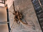 Groot stuk kienhout, Dieren en Toebehoren, Vissen | Aquaria en Toebehoren, Ophalen, Zo goed als nieuw, Plant(en), Steen of Hout