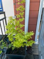 Japanese maple Acer Palmatum - summer gold, Tuin en Terras, Bloeit niet, Halfschaduw, Overige soorten, 100 tot 250 cm