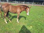 Super. Lief hengstveulen, Dieren en Toebehoren, Paarden, Hengst, Dressuurpaard, 0 tot 2 jaar