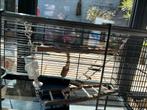 Hamster terrarium, Dieren en Toebehoren, Kooi, Gebruikt, Hamster, Ophalen