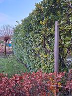 Laurier haag 2m50 hoog, Ophalen, Bloeit niet, Halfschaduw, Overige soorten