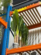 Kunst bananen planten 4x 100 cm, Ophalen, Zo goed als nieuw