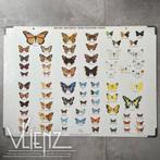 Vintage schoolplaat vlinders karton, British butterfly chart, Ophalen, Natuur en Biologie