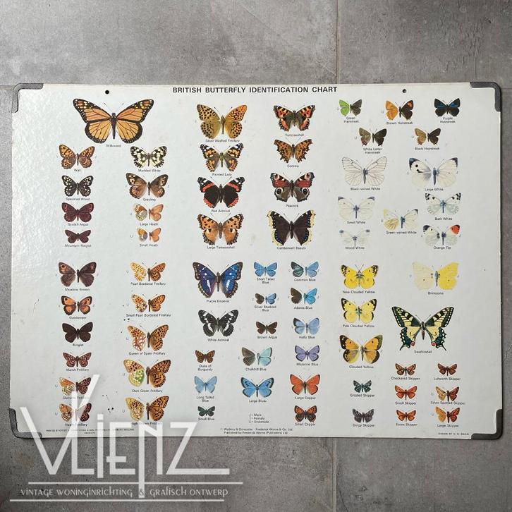 Vintage schoolplaat vlinders karton, British butterfly chart, Antiek en Kunst, Antiek | Schoolplaten, Natuur en Biologie, Ophalen
