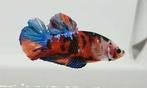 Betta splendens - Koi Plakat male - Koidream Valburg, Zoetwatervis, Vis