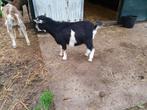Dwergbokken, Dieren en Toebehoren, Schapen, Geiten en Varkens, Mannelijk, Geit