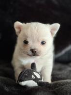 Chihuahua pup reu FCI Stamboom, Dieren en Toebehoren, Particulier, 8 tot 15 weken, Reu, Nederland