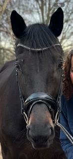 Hoofdstel Passier Lak FULL, Dieren en Toebehoren, Ophalen of Verzenden, Zo goed als nieuw, Dressuur