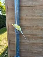 Halsbandparkiet handtam mannetje, Dieren en Toebehoren, Mannelijk, Parkiet, Geringd