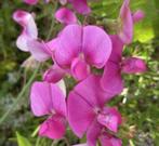 Zaden Siererwt roze - Lathyrus Latifolius, meerjarig, Verzenden, Voorjaar, Volle zon, Zaad