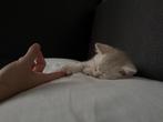 Britse korthaar katertje, Dieren en Toebehoren, Kater, Ontwormd, 0 tot 2 jaar