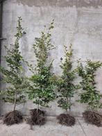Fatus Sylvatica hagen / bomen / boompjes AANBIEDING, Tuin en Terras, Planten | Bomen, Ophalen of Verzenden, Bloeit niet, Halfschaduw