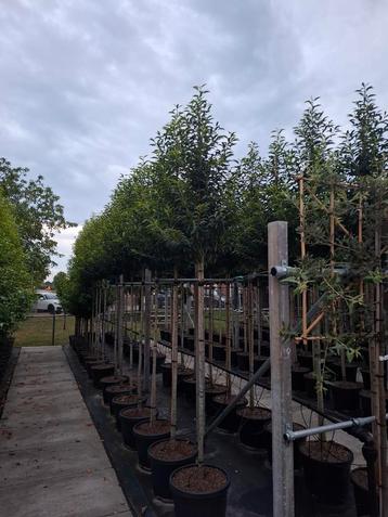 groenblijvende bomen Portugese laurier hoogstam leiboom  beschikbaar voor biedingen