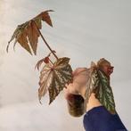 Begonia gryphon, Huis en Inrichting, Kamerplanten, Ophalen of Verzenden, Halfschaduw, Minder dan 100 cm