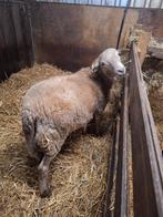 Nolana / bruin haarschaap ruischaap ram, Dieren en Toebehoren, Schapen, Geiten en Varkens, Mannelijk, Schaap, 0 tot 2 jaar