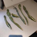 Opuntia Variegata Stekjes - Prachtige Cactus!, Ophalen of Verzenden, Vaste plant, Overige soorten, Volle zon