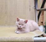 Kitten. Brits korthaar, Dieren en Toebehoren, Katten en Kittens | Raskatten | Korthaar, Kater, Ontwormd, 0 tot 2 jaar
