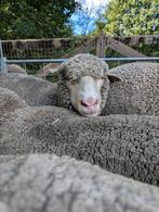 Merinoschapen - raszuivere zwoegervrije Merino, Dieren en Toebehoren, Meerdere dieren, Schaap