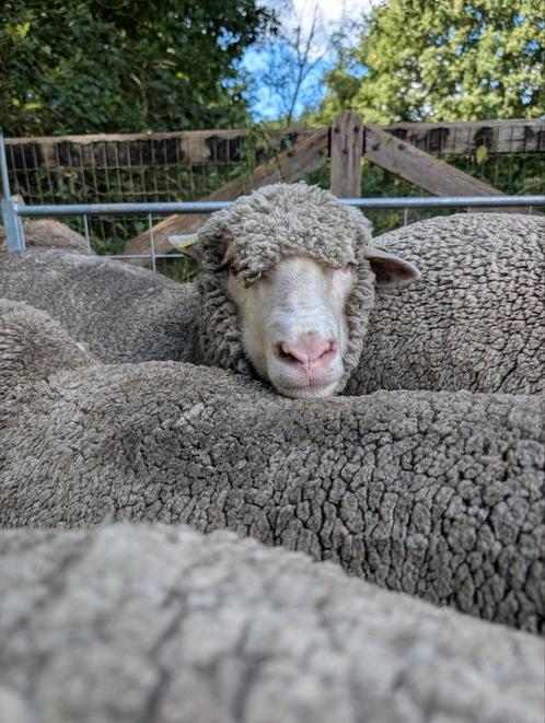 Merinoschapen - raszuivere zwoegervrije Merino, Dieren en Toebehoren, Schapen, Geiten en Varkens, Schaap, Meerdere dieren