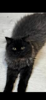 Britse langhaar kruising ragdoll, Poes